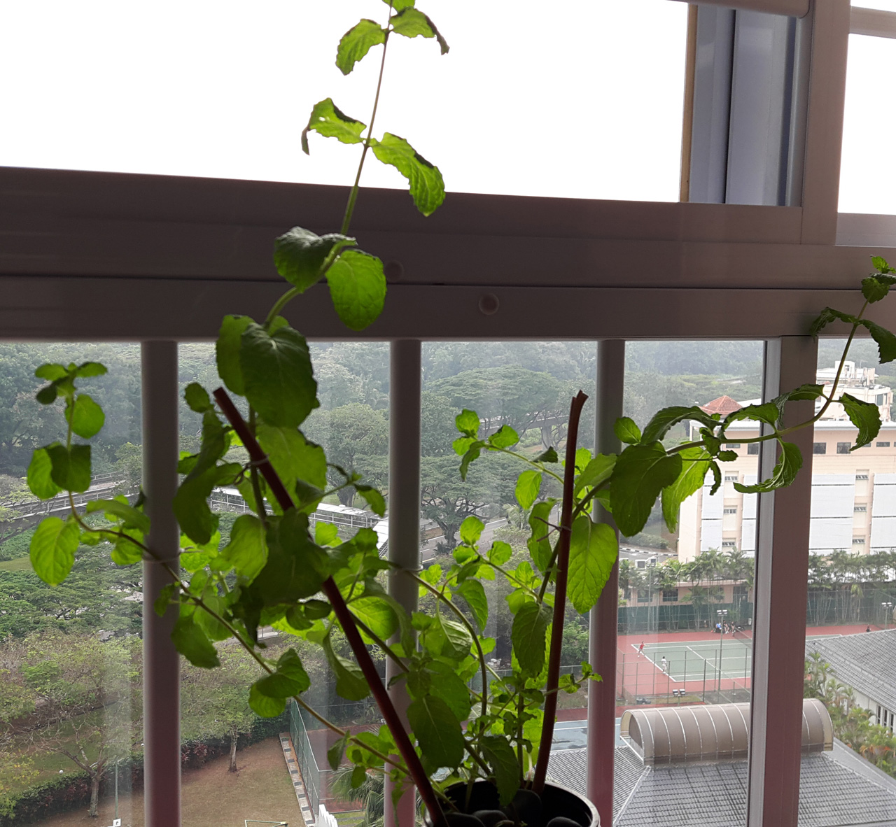 My little mint plant