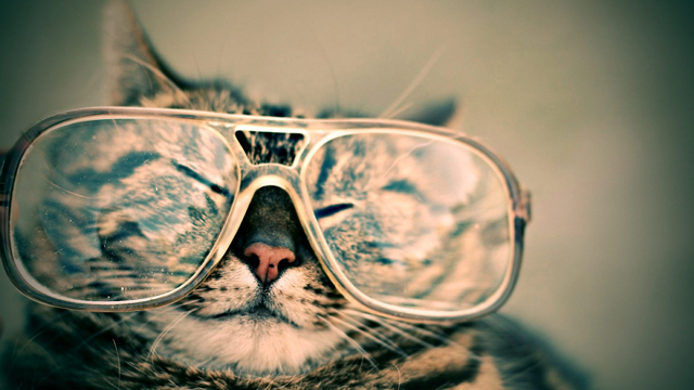 glasses cat